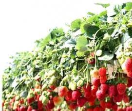 Клубничные теплицы - вариант 4