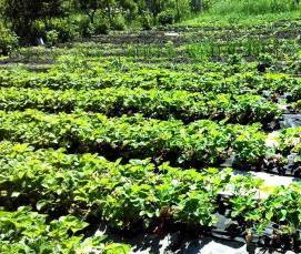 Клубничные теплицы - вариант 3