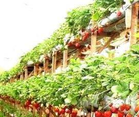 Клубничные теплицы - вариант 2