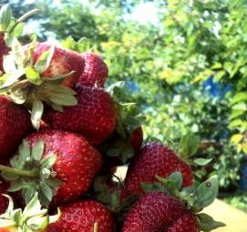 Клубника саженцы сибири - тип 1