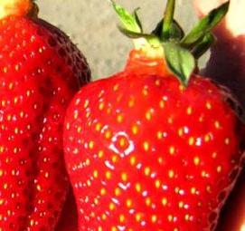 Клубника саженцы сибири - тип 4