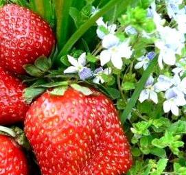 Клубника саженцы сибири - тип 3