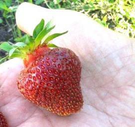 Клубника саженцы сибири - тип 2