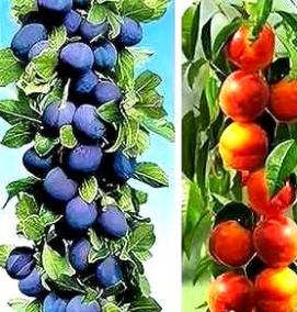 Колоновидные саженцы - модель 1