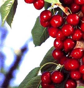 Колоновидные саженцы плодовых деревьев - вариант 1