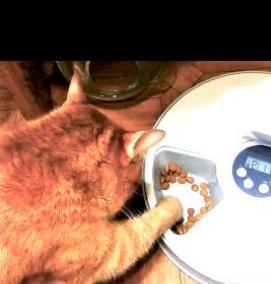 Кормушка для кошек автоматическая с таймером - модель 4