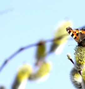 Кормушка всплывающая - вариант 1