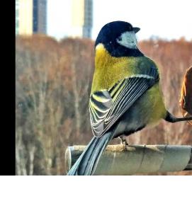 Кормушка всплывающая - вариант 2