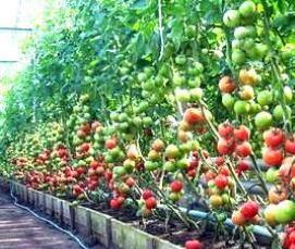 Костромские теплицы - вариант 1