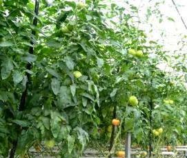 Костромские теплицы - вариант 4