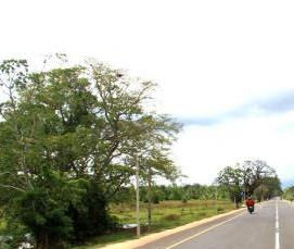 Ковролин Дорога - вариант 3