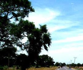 Ковролин Дорога - вариант 2