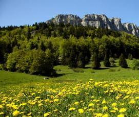 Ковролин Fльпы - вариант 2