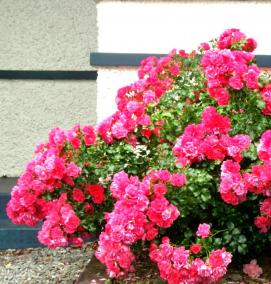 Ковролин розовый - модель 1