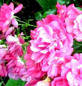 Ковролин розовый - модель 3