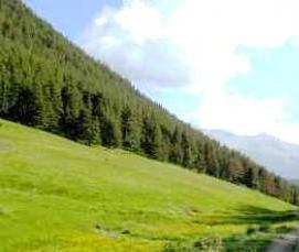 Ковролин Серпантин - тип 1