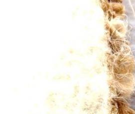 Ковролин Сиена - вариант 4