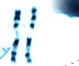 Ковролин Спектра - тип 1