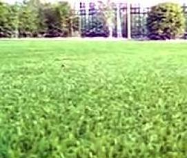 Ковролин Трава - вариант 4