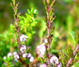 Ковролин Вереск - вариант 4