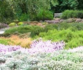 Ковролин Вереск - вариант 3