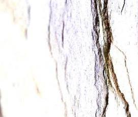 Крашенный шпон - тип 1