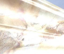 Крашенный шпон - тип 2