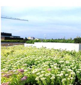 Кровельное озеленение - вариант 2