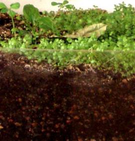 Кровельный субстрат - модель 4