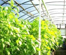 Круглогодичная теплица - вариант 4