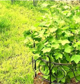 Кустодержатель для роз - модель 1