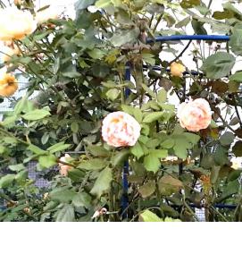 Кустодержатель для роз - модель 3