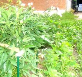 Кустодержатель для томатов - вариант 4