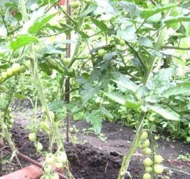 Кустодержатель для томатов - вариант 3