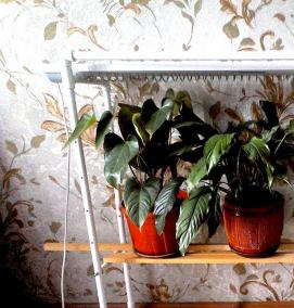 Кустодержатель пластиковый - тип 3