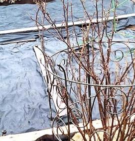 Кустодержатель полудуги - модель 3