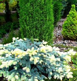 Ландшафтный дизайн хвойных кустарников - тип 1