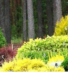 Ландшафтный дизайн хвойных кустарников - тип 4