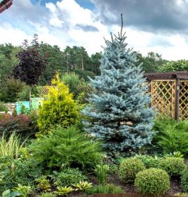 Ландшафтный дизайн хвойных кустарников - тип 2