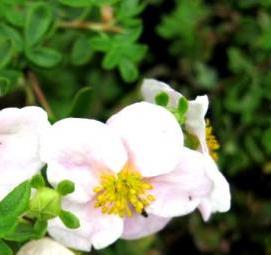 Лапчатка белая саженцы - тип 1