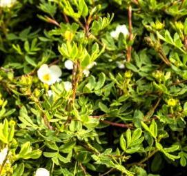 Лапчатка белая саженцы - тип 4