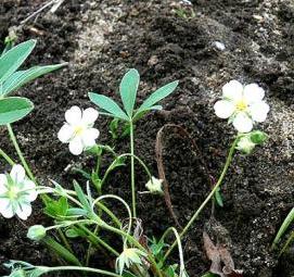 Лапчатка белая саженцы - тип 3