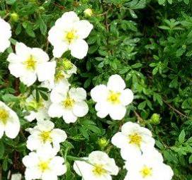 Лапчатка белая саженцы - тип 2