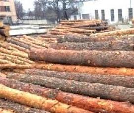 Лес кругляк Береза - вариант 3