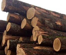 Лес кругляк Дуб - тип 3