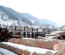 Лес кругляк Дуб - тип 2