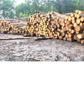 Лес кругляк - вариант 1