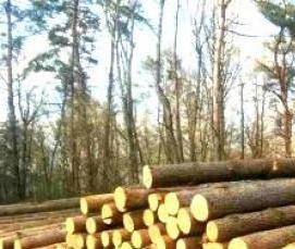 Лес кругляк Ель - тип 4