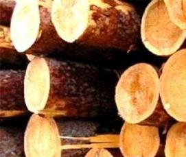 Лес кругляк Ель - тип 3