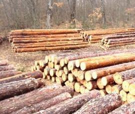 Лес кругляк Кедр - тип 1